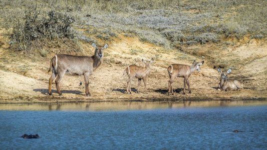 南非洲Kruge公园湖边的普通水桶女和3名年轻子非洲南部Kruge公园的bovidae的Spcikobuseliprymnus家图片