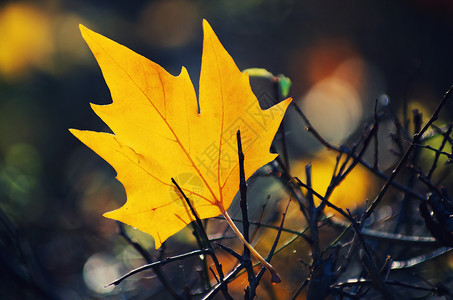 秋天的阳光下地面上黄色的绿叶树高清图片素材