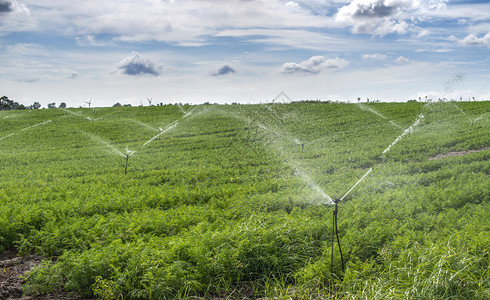 用胡萝卜浇灌的溉喷洒器在大胡萝卜农场蓝色的天空背景图片