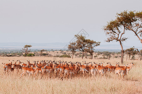 在大迁徙期间非洲坦沙尼亚野生动物旅行的热带草原雨林保留区中图片