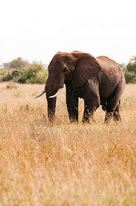 一头大非洲象位于Serngtirumeti热带草原保留地的金热带原森林背景图片