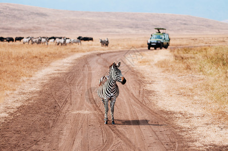 热带草原森林非洲野生动物观光旅行图片