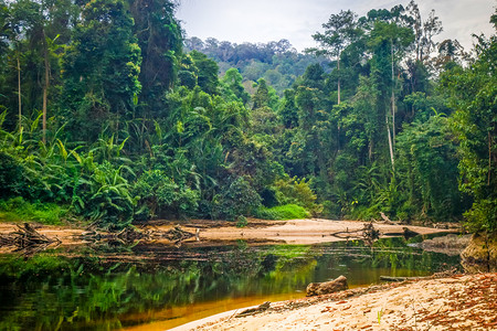 热带雨林Tamnegr公园马来西亚高清图片
