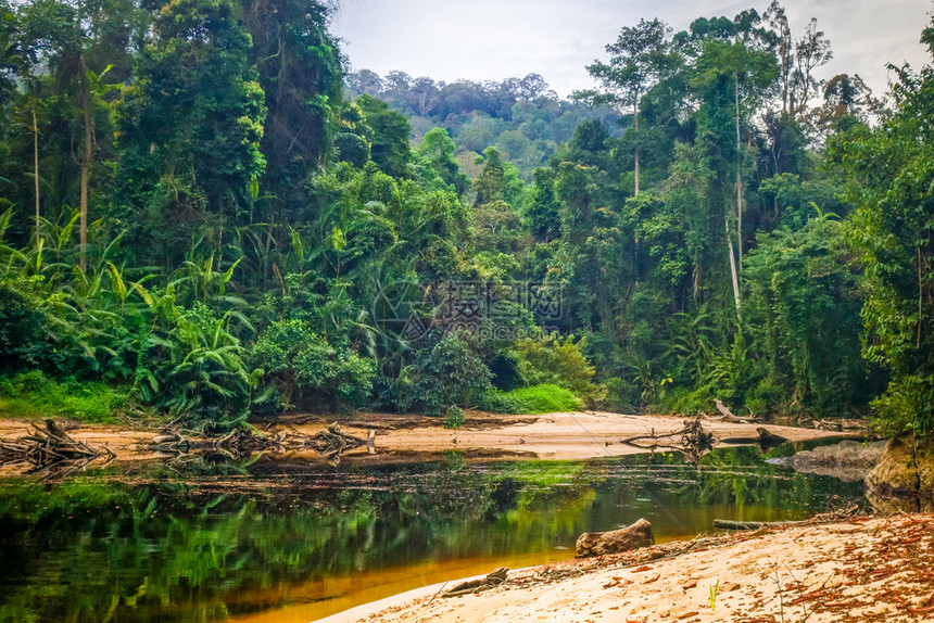 热带雨林Tamnegr公园马来西亚图片