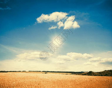 一片金麦和蓝的天空背景图片