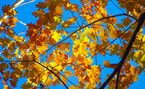 秋天黄色的树叶在枝上花的高清图片素材