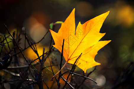 秋天的阳光下地面上黄色的绿叶秋季高清图片素材