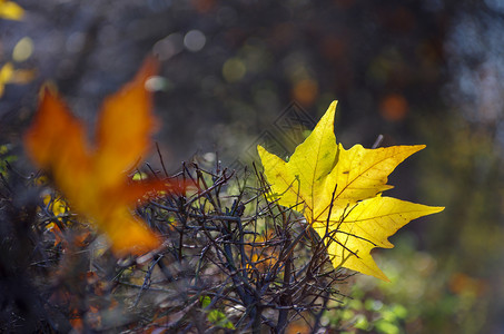秋天的阳光下地面上黄色的绿叶红色高清图片素材
