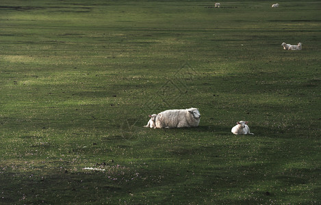 白羊和两只羔坐在德国的锡尔特岛绿苔草地上在清晨的光线下北海岛屿的德国乡下图片