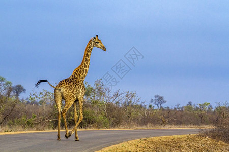 非洲南部Kruge公园Giafdegrfe长颈鹿家庭图片
