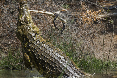 Crocdyliae无鳄鱼家庭非洲南部Kruge公园无鳄鱼图片