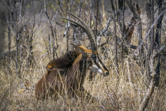 位于非洲南部Kruge公园的可食羚羊群图片