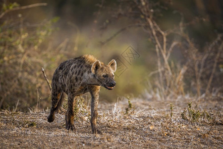 在非洲南部的Kruge公园发现hyaen图片