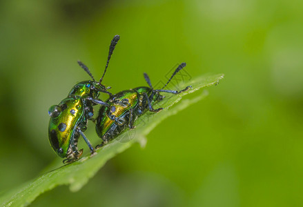 甲虫交配瓦赛马哈拉施特印地安图片