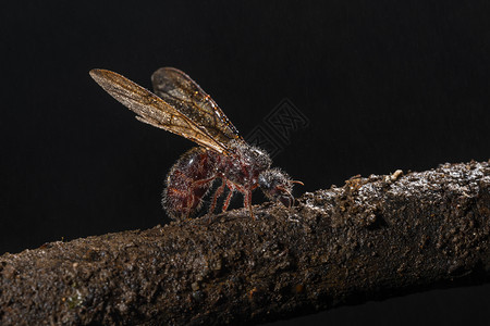 长有翅膀的蚂蚁马勒谢伊茶摩拉施特印地安图片