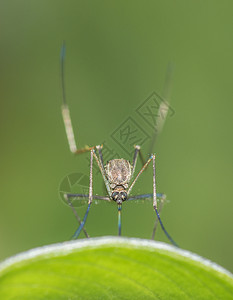蚊子锡金印地安人图片