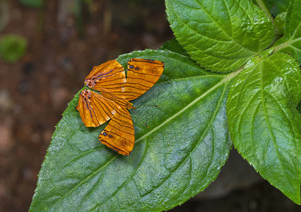 普通的青龙西亚里萨蝴蝶加罗山梅拉亚印地安那图片