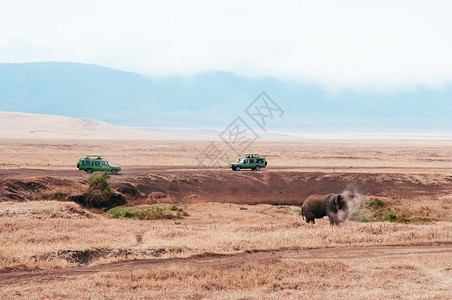非洲大象和在Ngorncnsevation地区的金草田中游离公路大象和野外旅行的非洲大象和野外旅行在坦桑尼亚的Sanzi的Ser图片