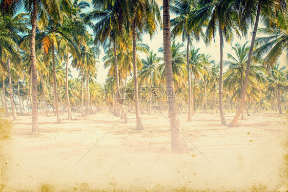 天空背景上的椰子树逆向风格图片图片