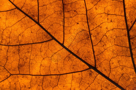 秋天一片枯叶的纹理背景图片