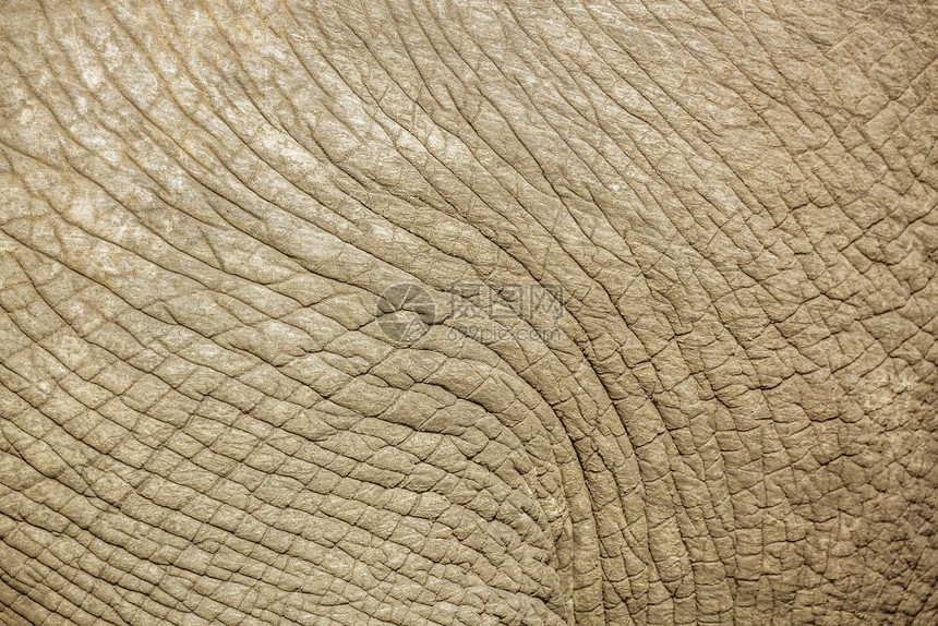 南非洲Kruge公园的非洲灌木大象皮肤接近非洲灌木大象的家庭图片
