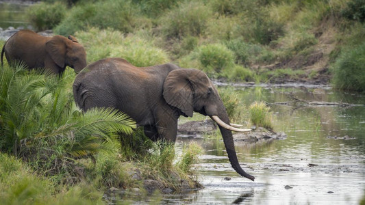 在非洲南部的Kruge公园河边饮用两头非洲灌木大象家族的Speciloxdntafricn家庭图片