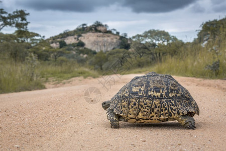 在非洲南部的Kruge公园中横越草地砂砾路非洲南部的Kruge公园中横渡草地的乌龟非洲南部的Bestudiae的Spcistgm图片