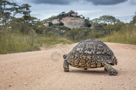 在非洲南部的Kruge公园中横越草地砂砾路非洲南部的Kruge公园中横渡草地的乌龟非洲南部的Bestudiae的Spcistgm图片