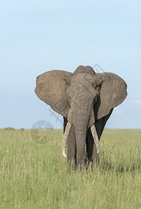 非洲大象马赛拉非洲图片