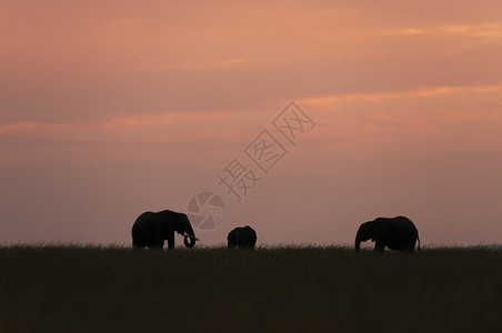 大象的西胡特马赛拉肯雅非洲图片