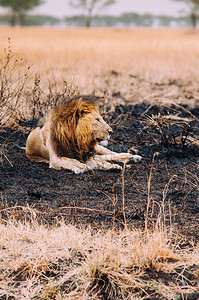 雄狮和平地躺在沙雷布盖蒂热带草原森林被烧焦的草原上坦扎尼亚非洲野生动物图片