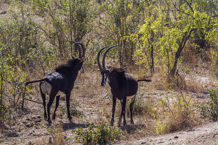 位于非洲南部Kruge公园的可食羚羊群图片