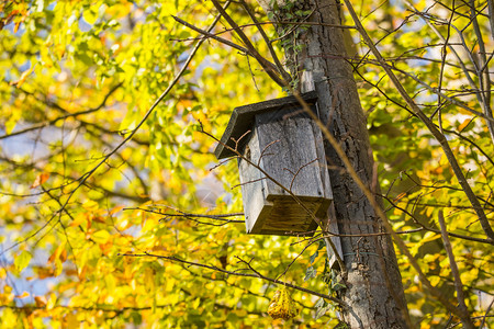 秋天一棵树上的鸟屋图片
