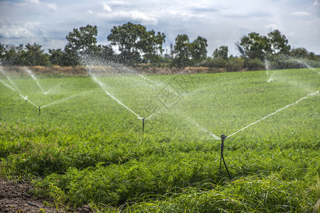用胡萝卜浇灌的溉喷洒器在大胡萝卜农场蓝色的天空背景图片