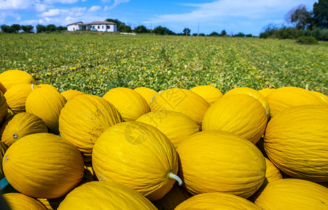 农场的金瓜黄阳光明媚的一天种植园里成堆的瓜图片