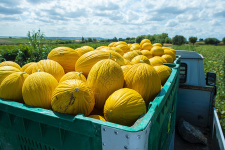 从农场装满卡车的箱子里装着黄瓜的罐子从种植园运来甜瓜阳光明媚的一天图片