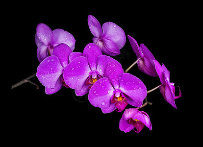 紫兰花朵覆盖着黑色底隔绝的水滴背景图片