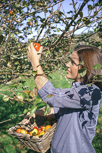 美丽的年轻女子从树上摘取新鲜有机苹果图片