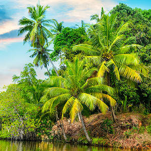 斯里兰卡红树林湖椰子棕榈和红树林背景