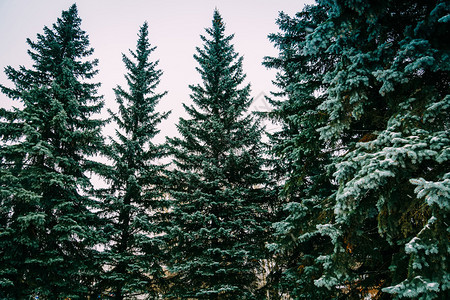 寒冬冷的雪树图片