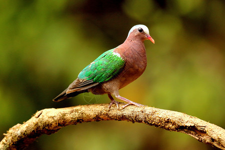 蛋白鸽喉甘列什古迪卡纳塔印地安那图片