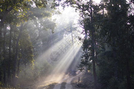 India森林树冠的阳光照耀着图片