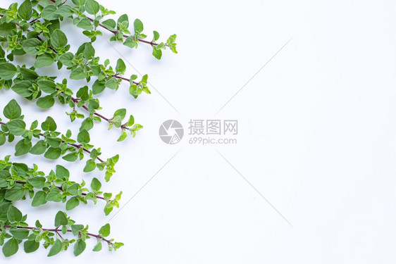 白色背景上的新鲜树叶色复制空间图片