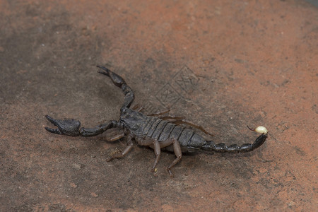 异域异域黄腹蝎蝎子巴普德夫加特萨斯瓦德马哈拉施特拉邦图片