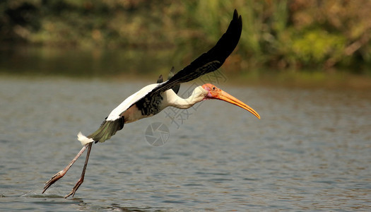 喷漆飞行中的鸟长保护区喀纳塔卡印地亚图片