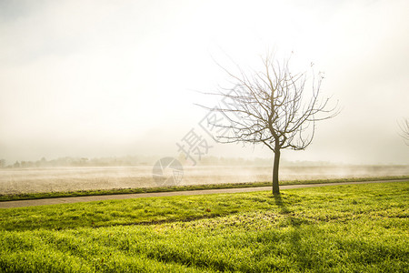 秋天的雾与秃树田地相交图片