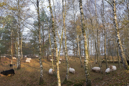 绵羊群纷堕落的森林靠近乌特勒支和泽西人在无地里图片