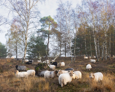 绵羊群纷堕落的森林靠近乌特勒支和泽西人在无地里图片