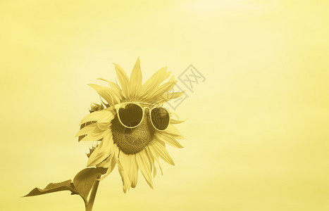 在黄色背景下有太阳镜的单色向日葵黄阴影下的夏季背景颜色和有趣的向日葵夏季炎热图片