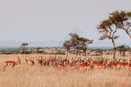 在大迁徙期间非洲坦沙尼亚野生动物旅行的热带草原雨林保留区中图片